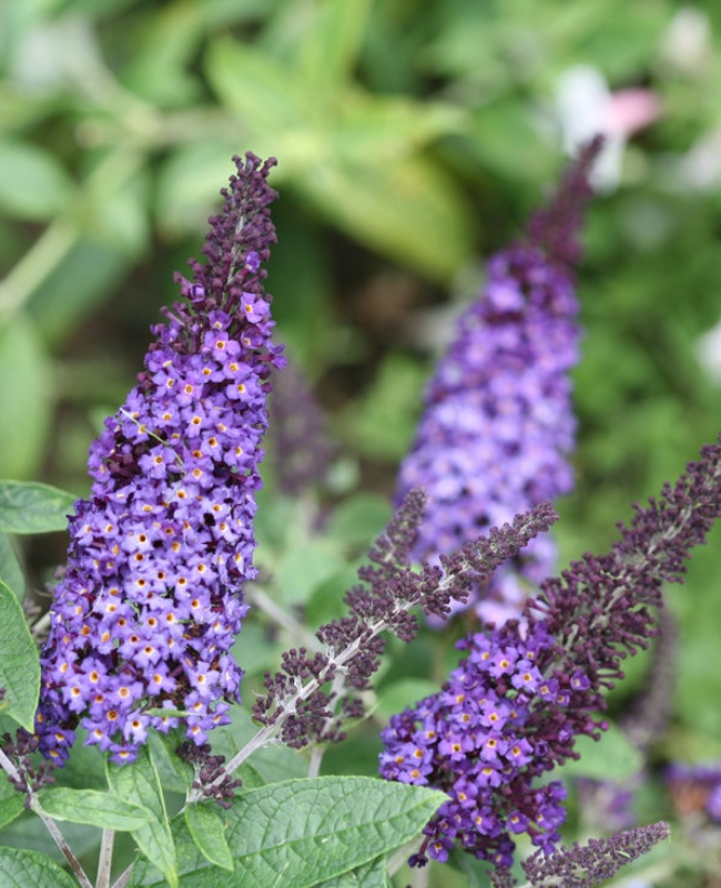 Up close photo of Buddleia Pugster Blue