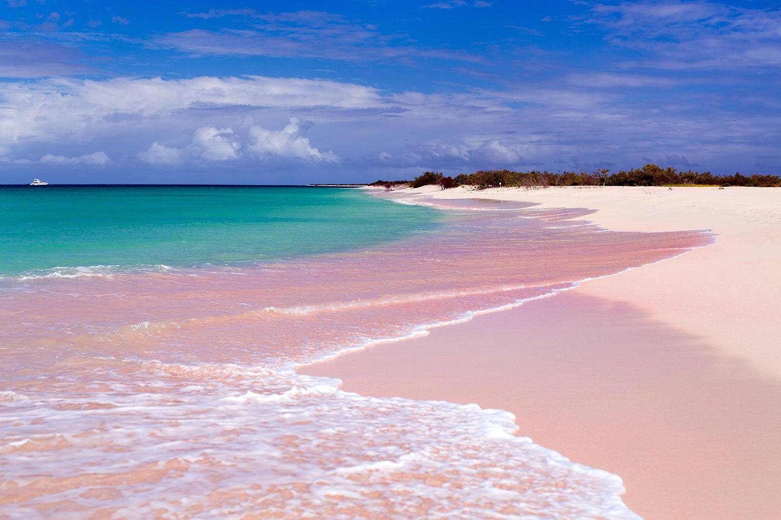 Beach island sand trees ocean at the Island of Barbuda in the Caribbean