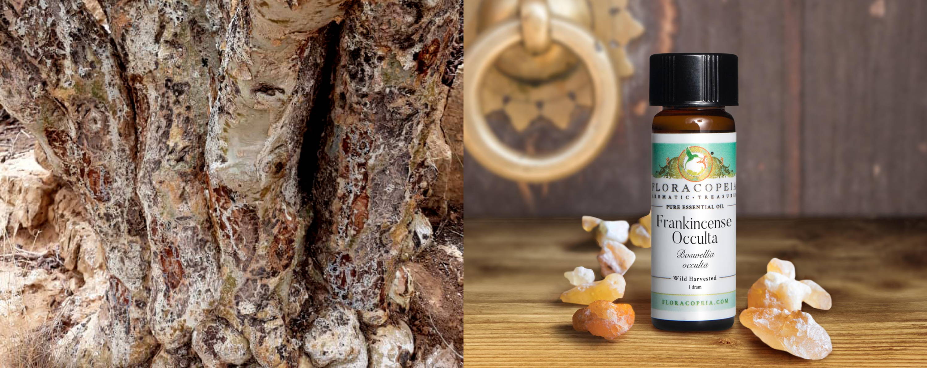 Frankincense occulta essential oil and tree bark