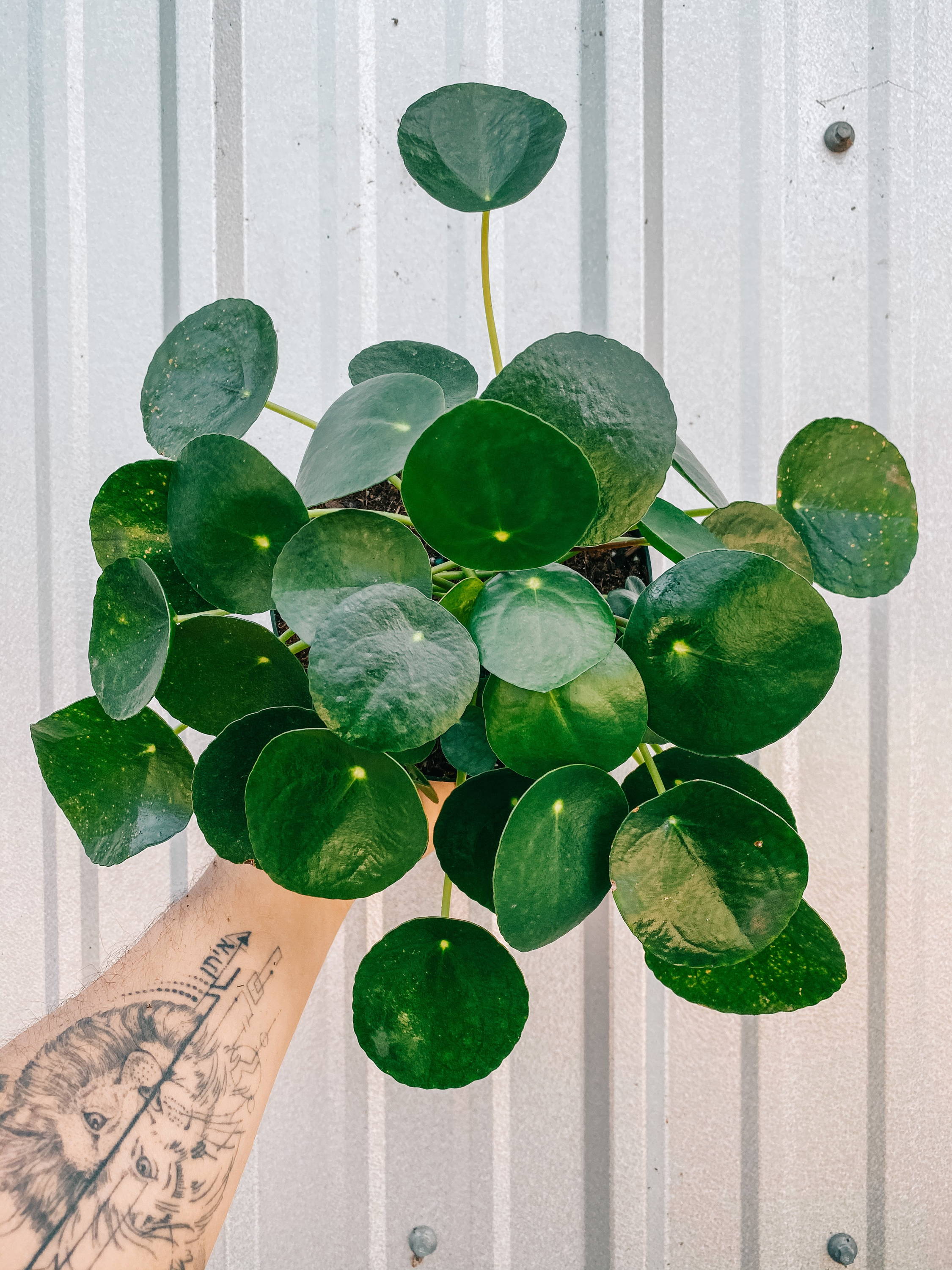 Pilea Peperomiodes 'Chinese Money Coin’