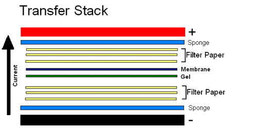 Transfer stack