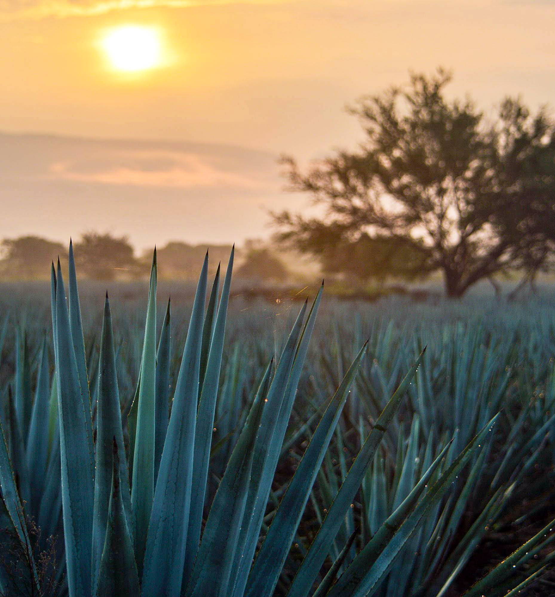 Agave Fields in Tequila Jalisco
