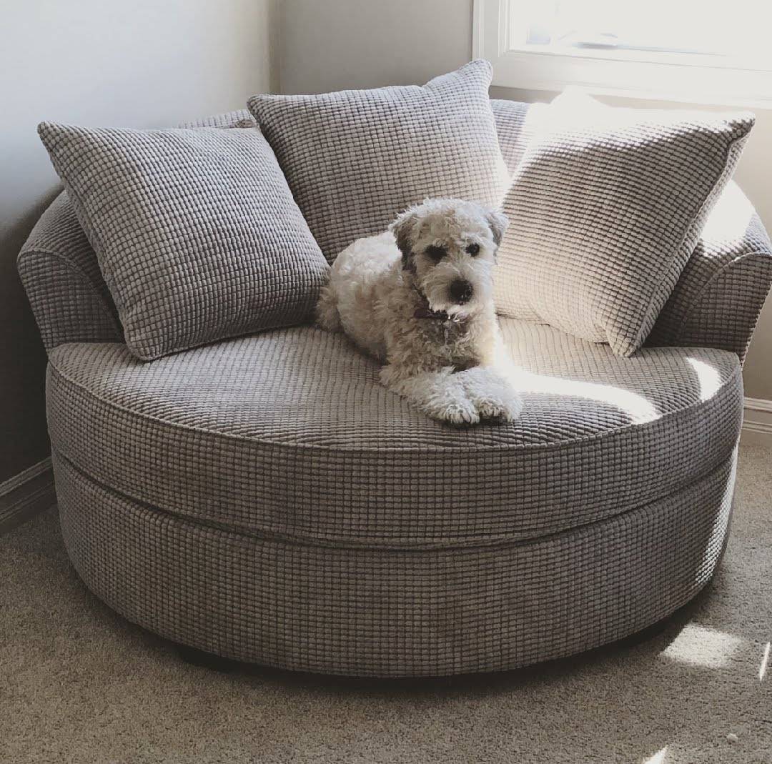 nest chair dog