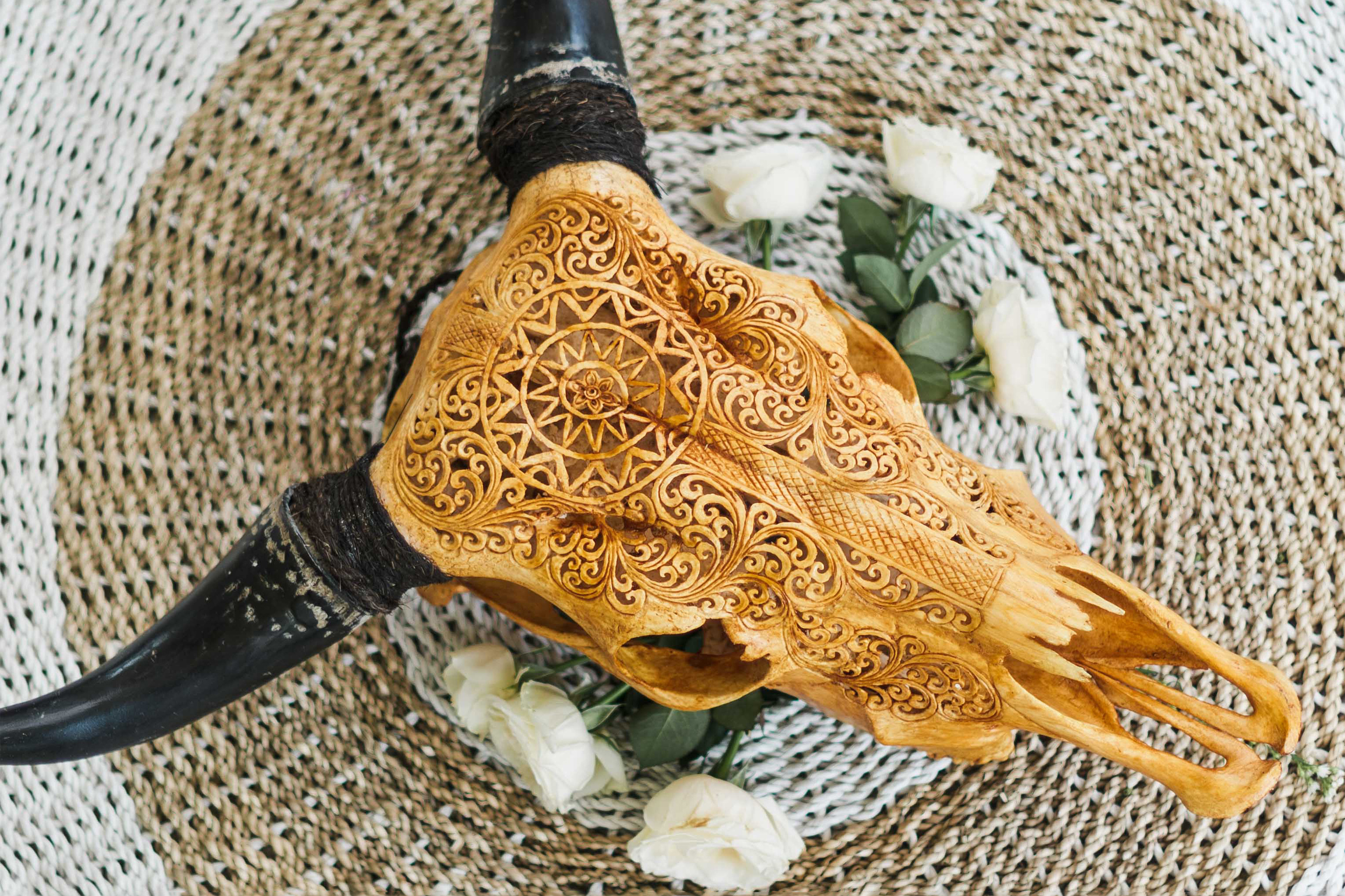 A carved brown cow skull with black horns is lying on white roses.