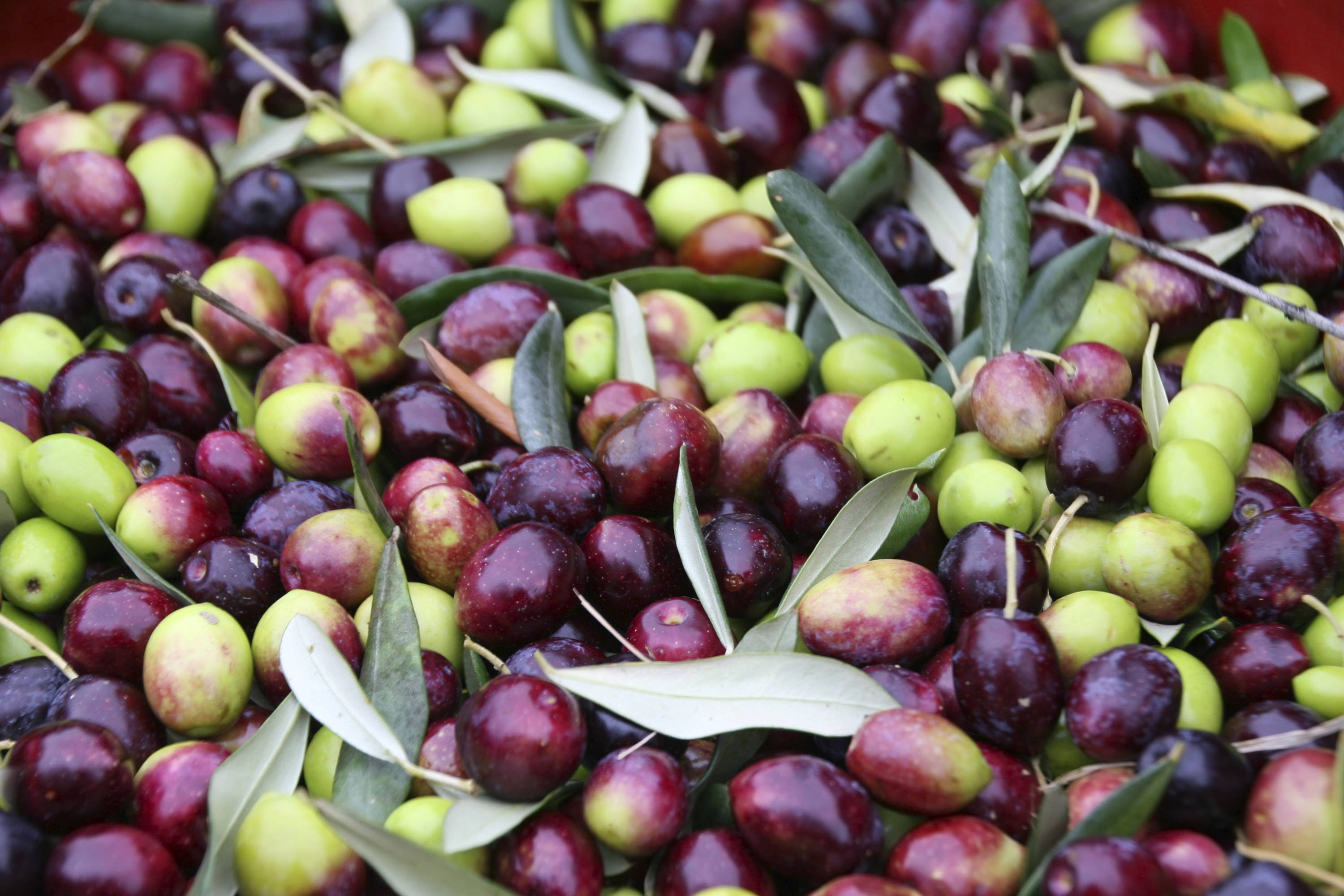 Are table olives good for you?