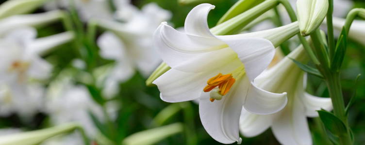 Fleurs blanches Lilium longiflorum 