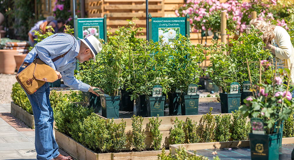 A man looking at a potted rose in the David Austin Plant Centre