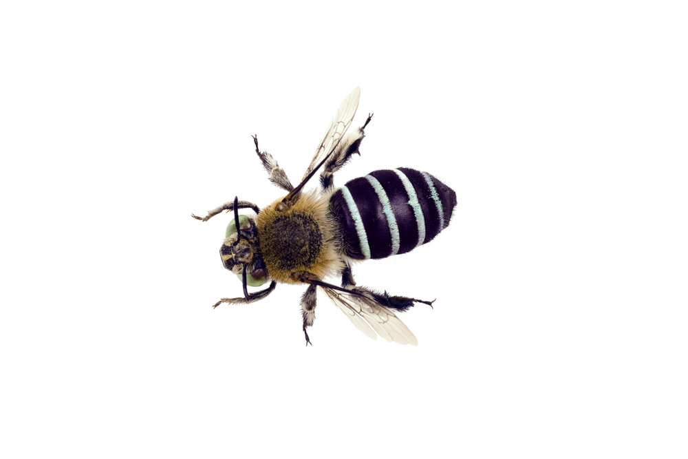 Blue Banded Bee