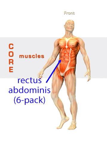 rectus ab muscles