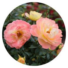 Photo of Rosa Oso Easy Italian Ice