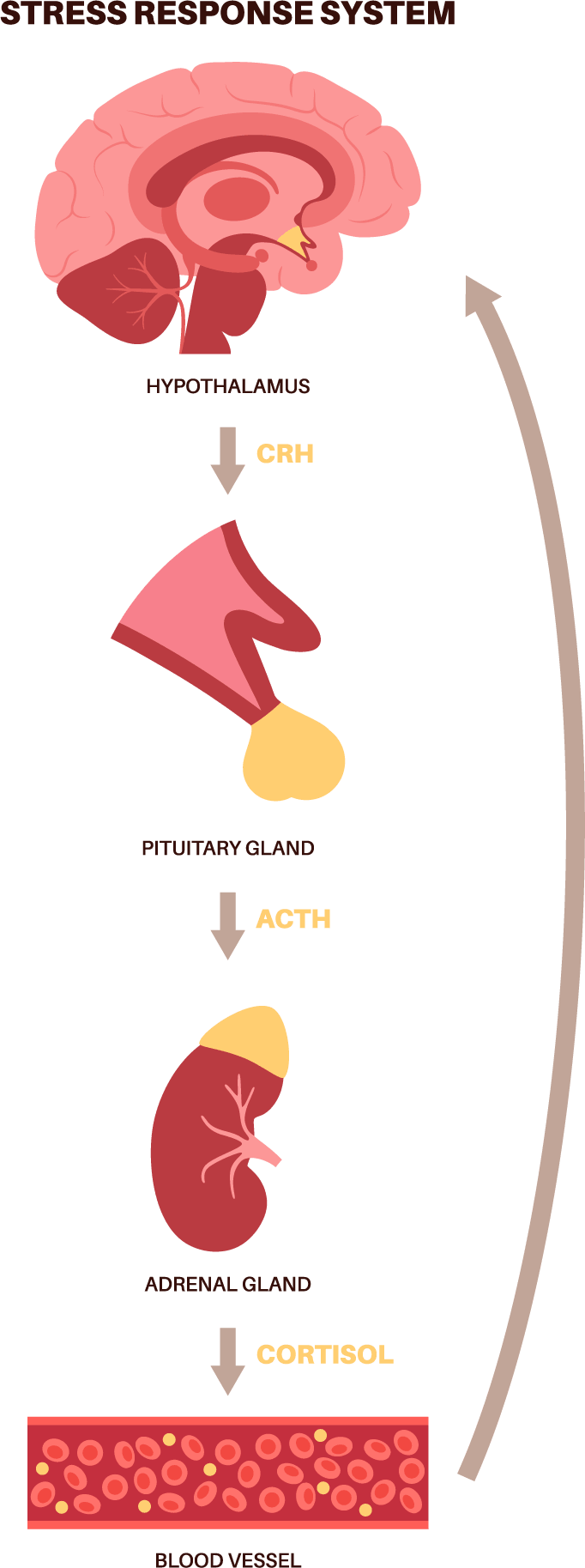 Diagram of the stress response system in the human body.