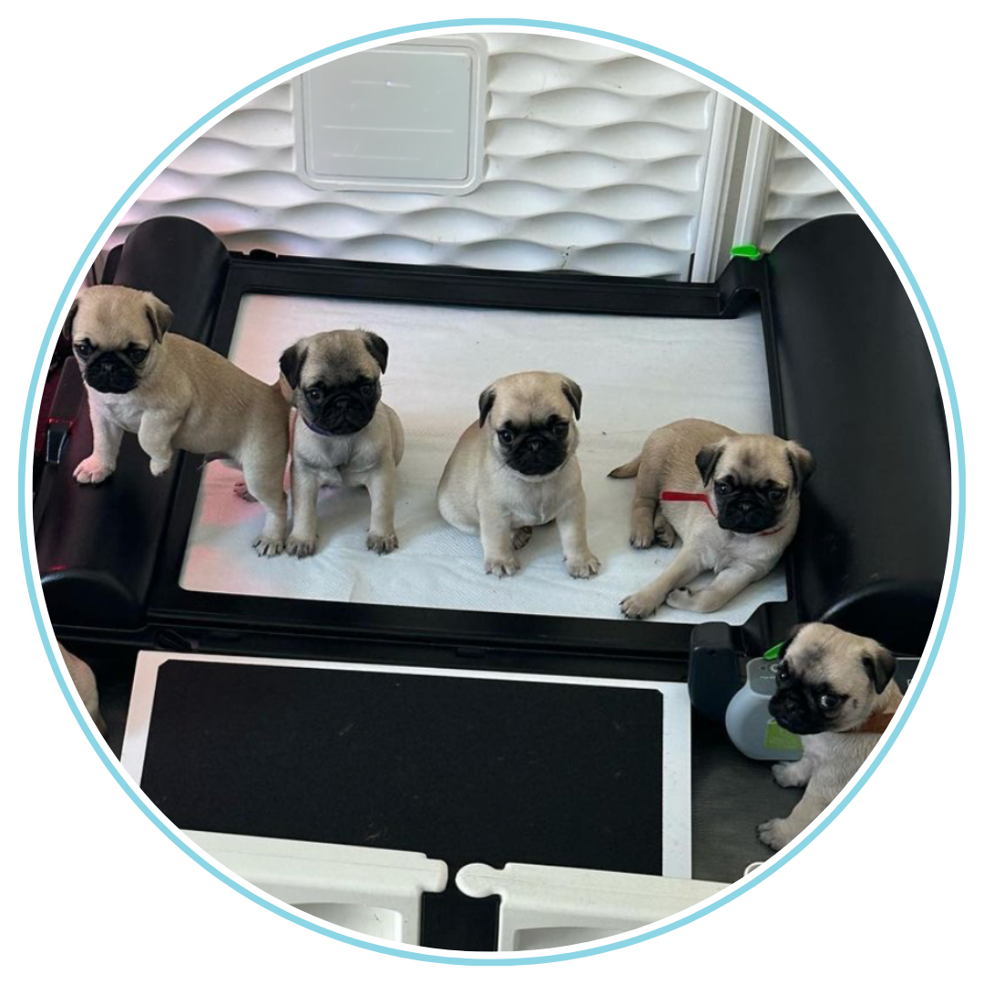 BrilliantPad Comparison H 