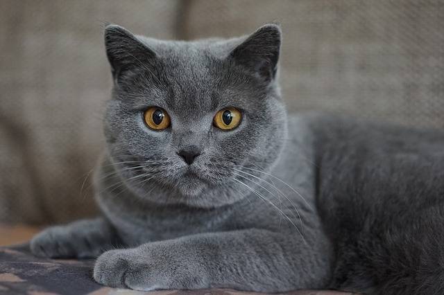 Grey Cat On A Couch