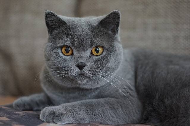 grey cat