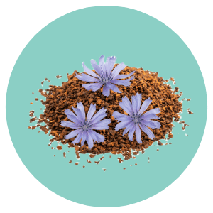 Chicory ingredient of Calendula Calm Yas Alpaca shampoo bar