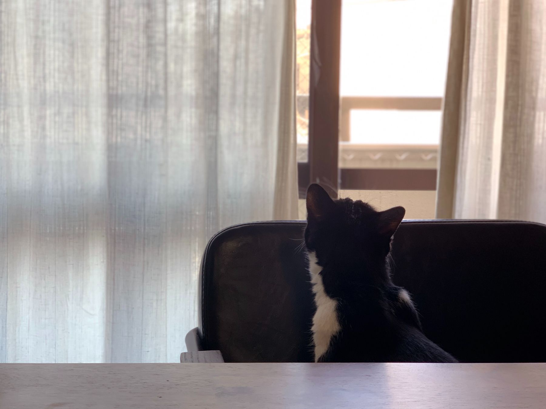 A cat sitting on a chair, looking out a window.