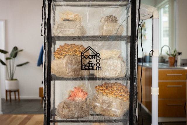 Mushroom cultivation setup with bags on shelves in a well-lit room.