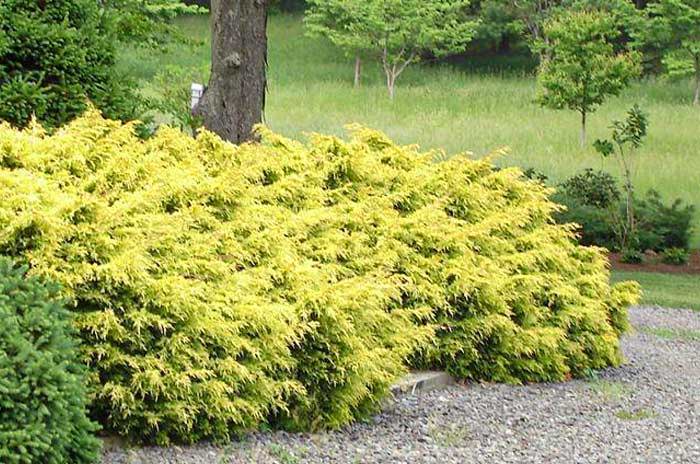 Yellow Shrubs Landscape Options Plantingtree