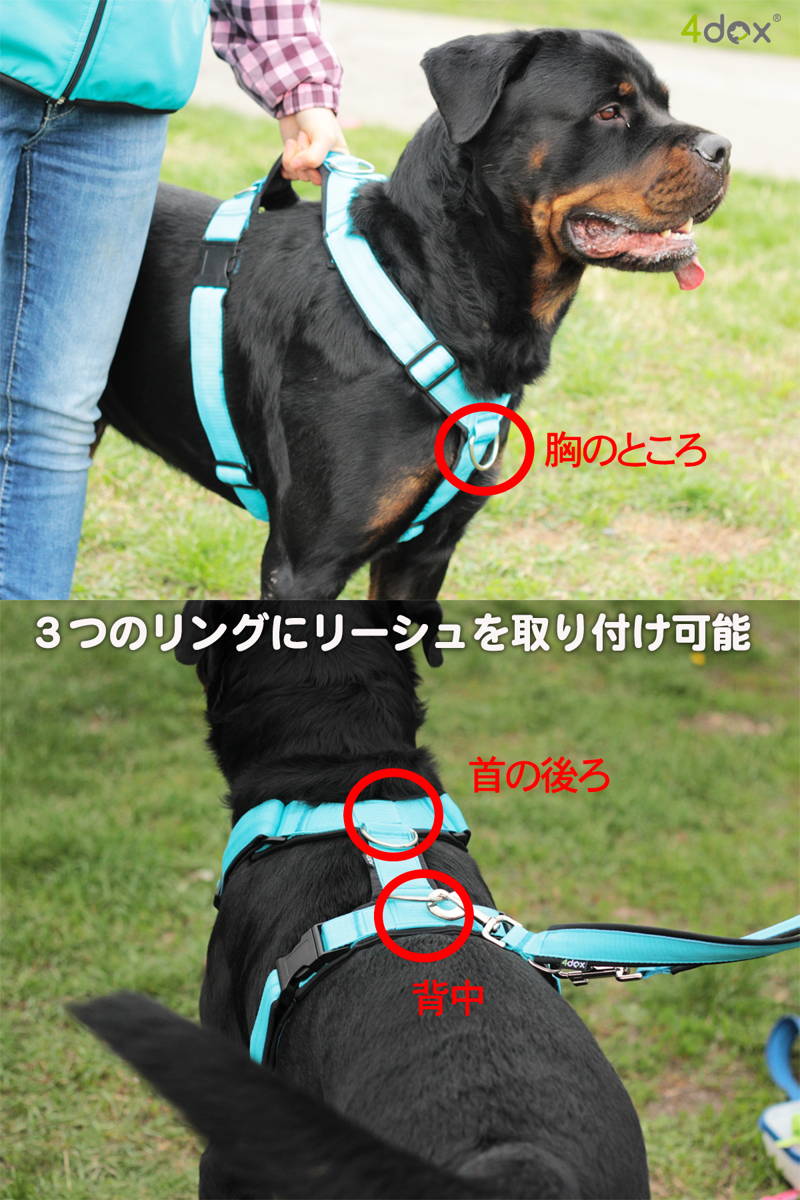4dox コンフォートプラスハーネス 胸・首の後ろ・背中の3リング