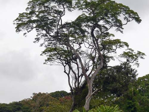 African Zebrawood tree