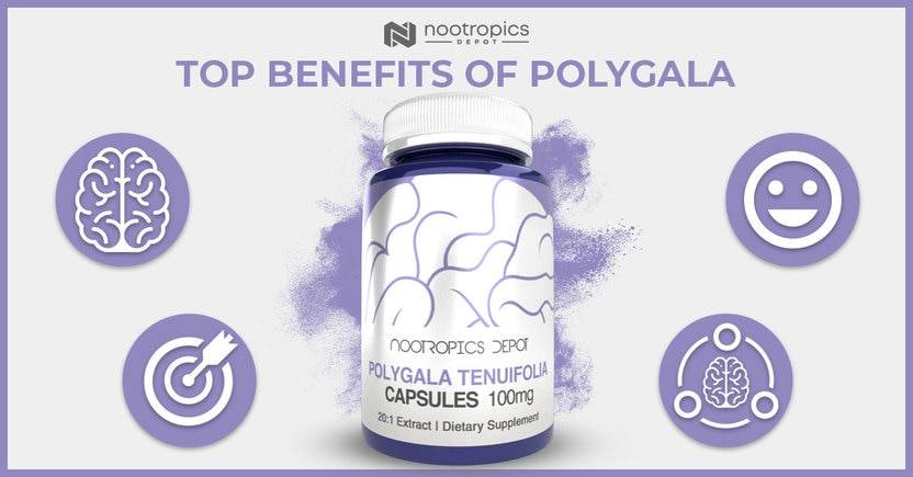 The Top Benefits of Polygala tenuifolia