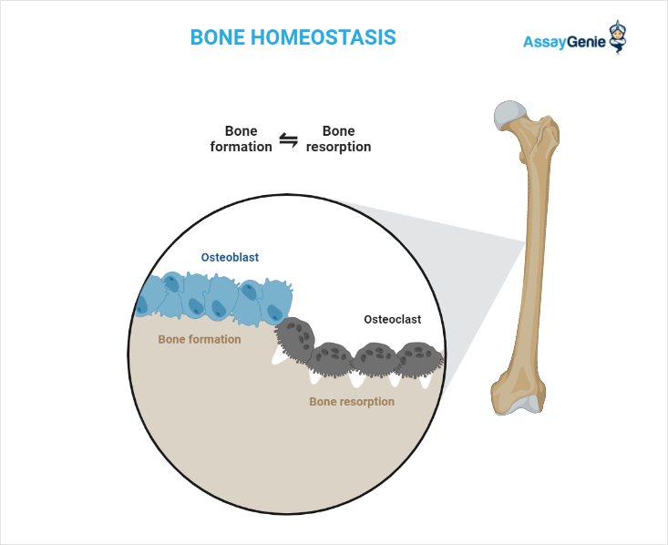 Schematic of bone homeostasis
