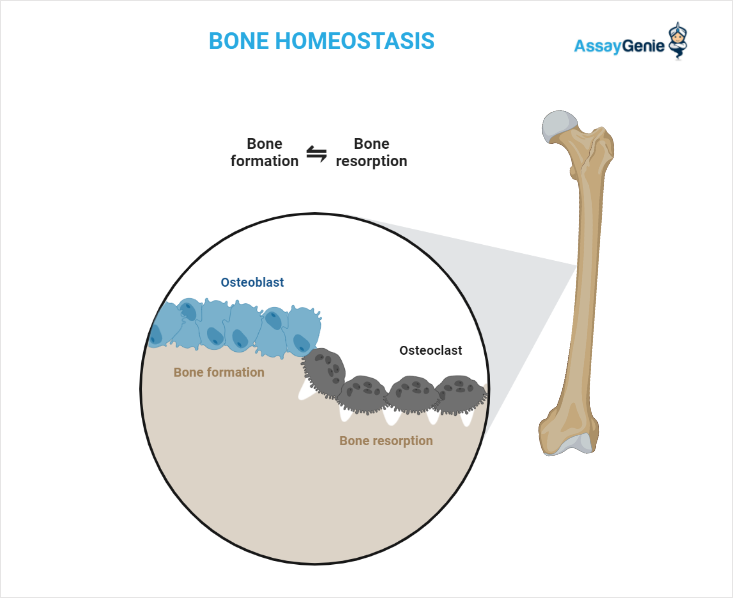 Bone Definition and Examples - Biology Online Dictionary