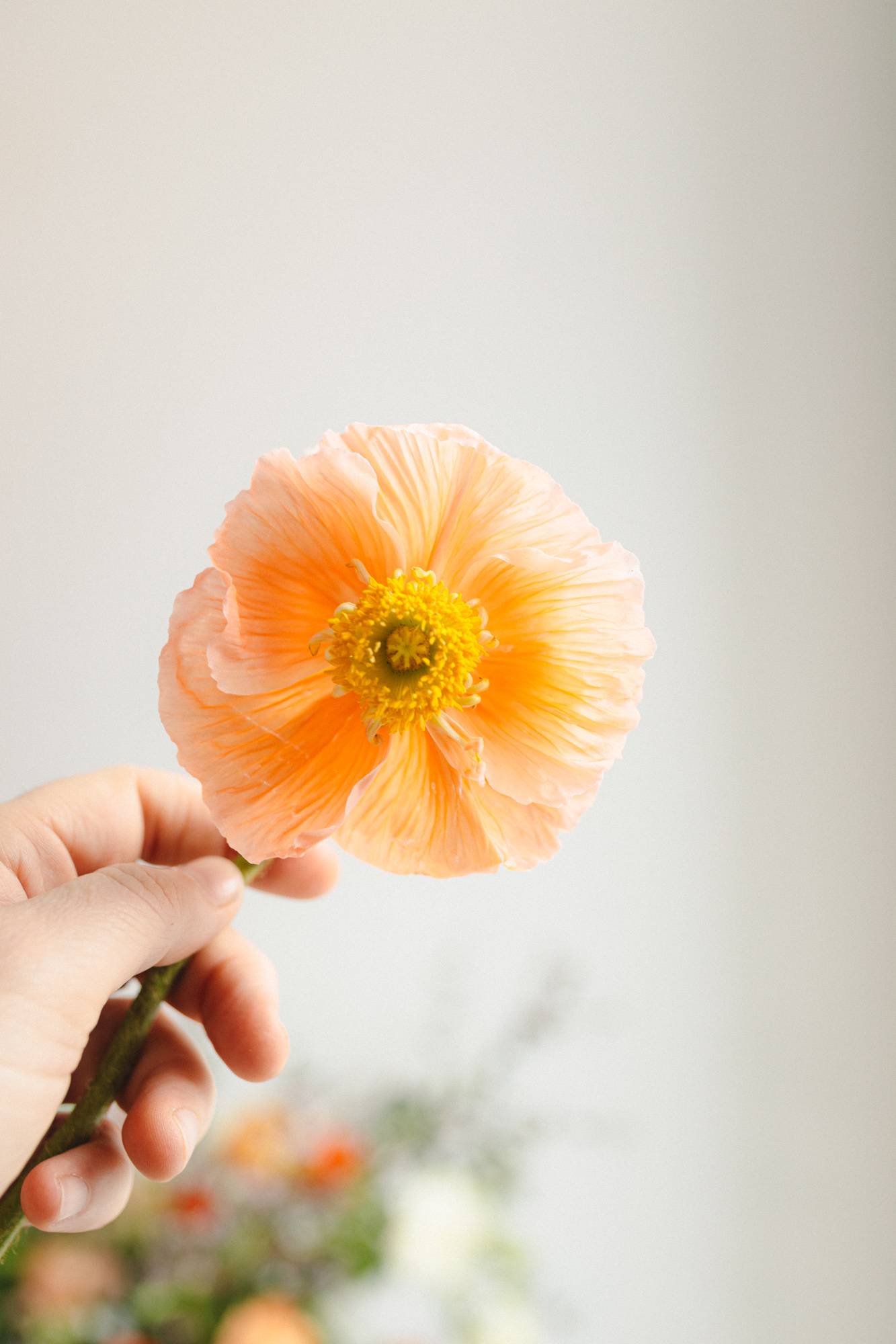 Floralia | Seasonal Florist Studio,
