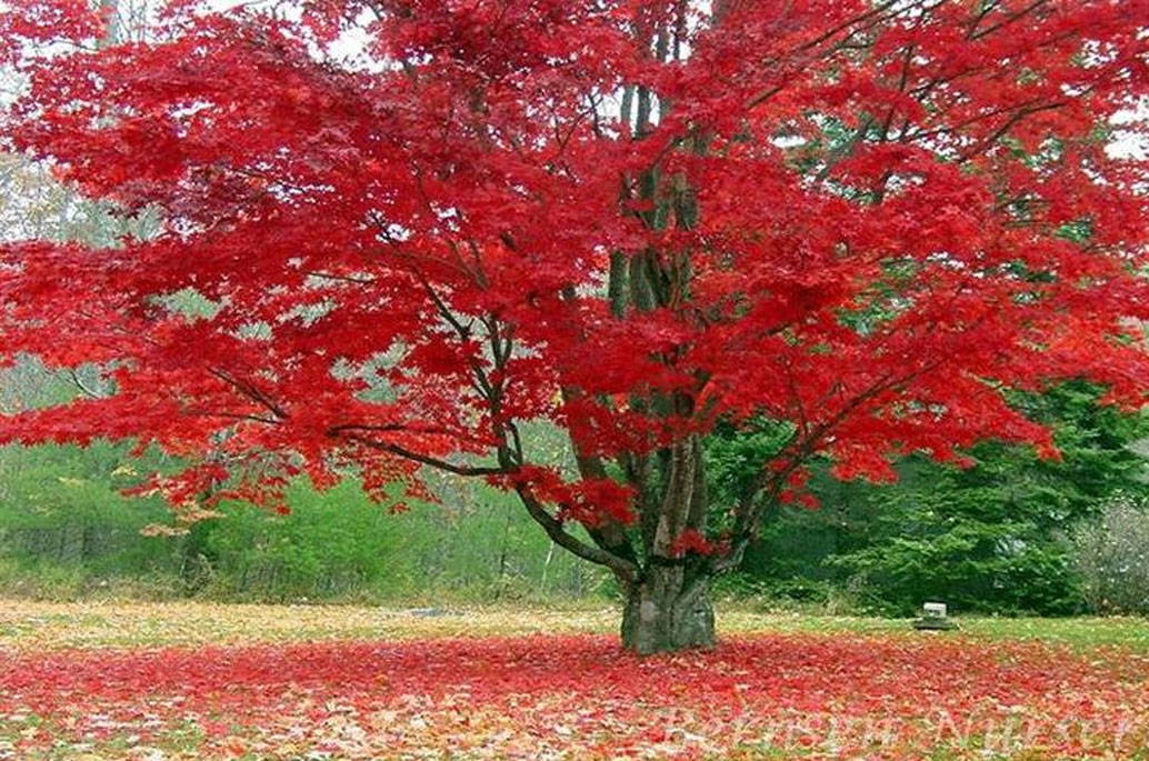 Sugar Maple Trees for Sale – The Classic Fall Tree - PlantingTree