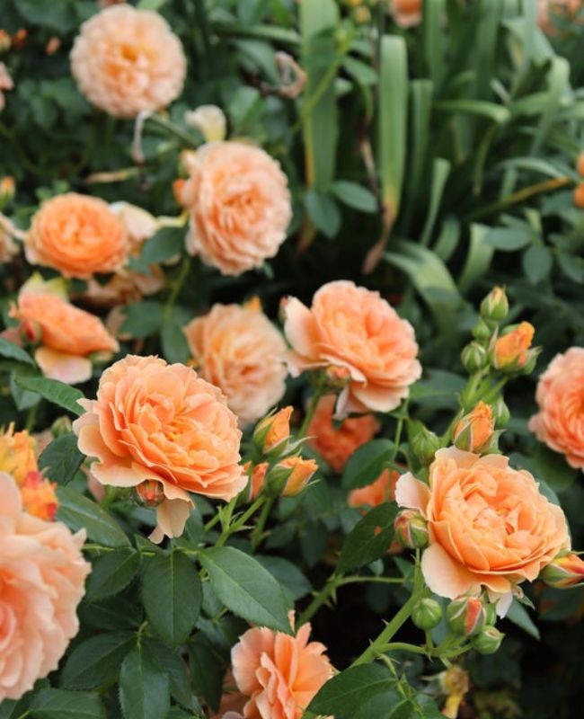  Photo highlight of At Last Rose