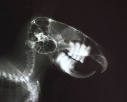 X-ray 1 of corked teeth Image