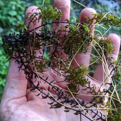 elodea pond weed