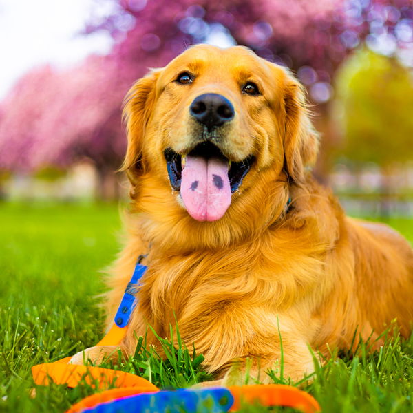 Golden retriever lying in grass with colorful leash, surrounded by blooming trees.