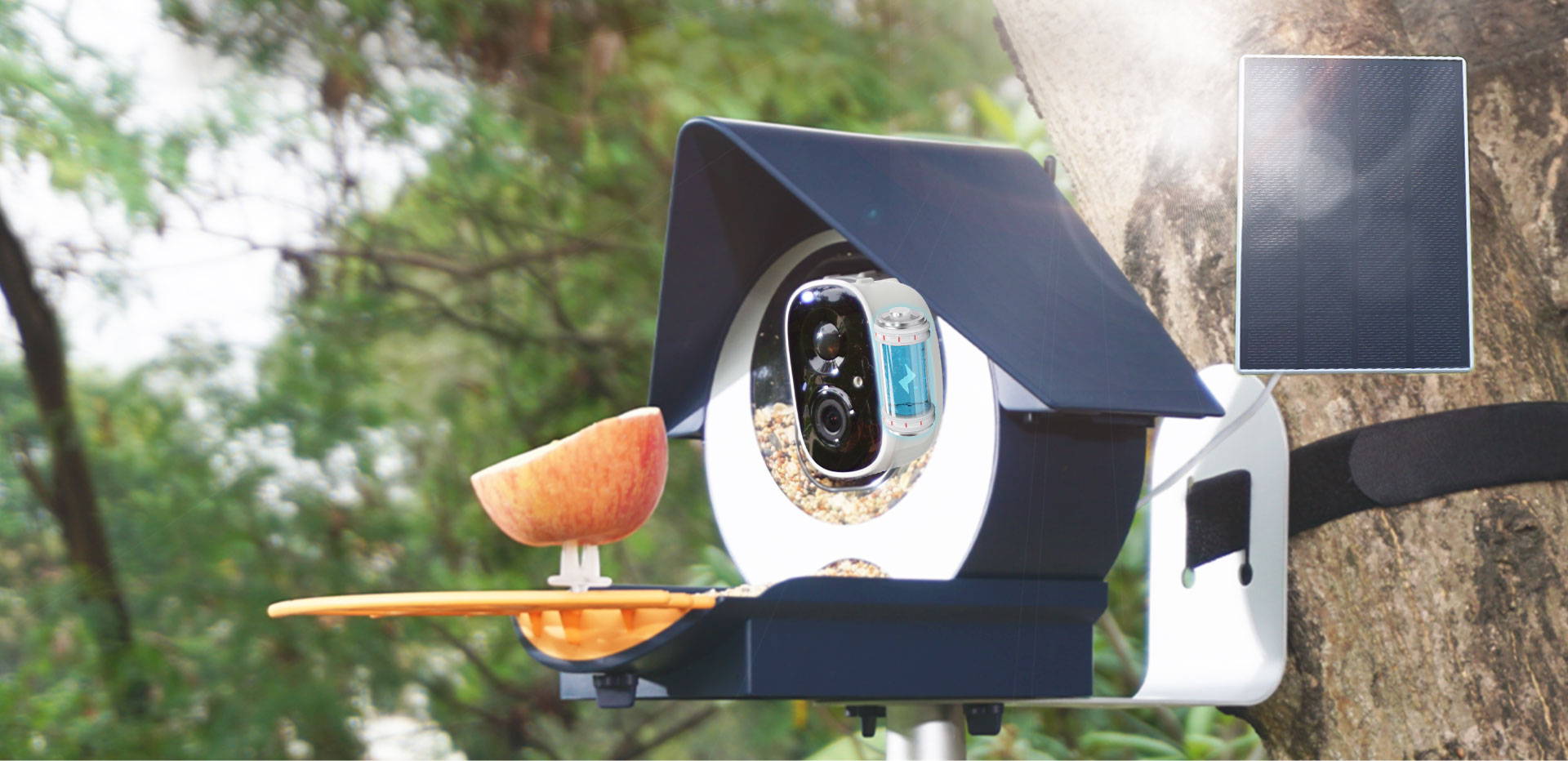 Eco-Friendly Bird Feeding with Solar-Powered Birdkiss Smart Feeder Mounted on a Tree