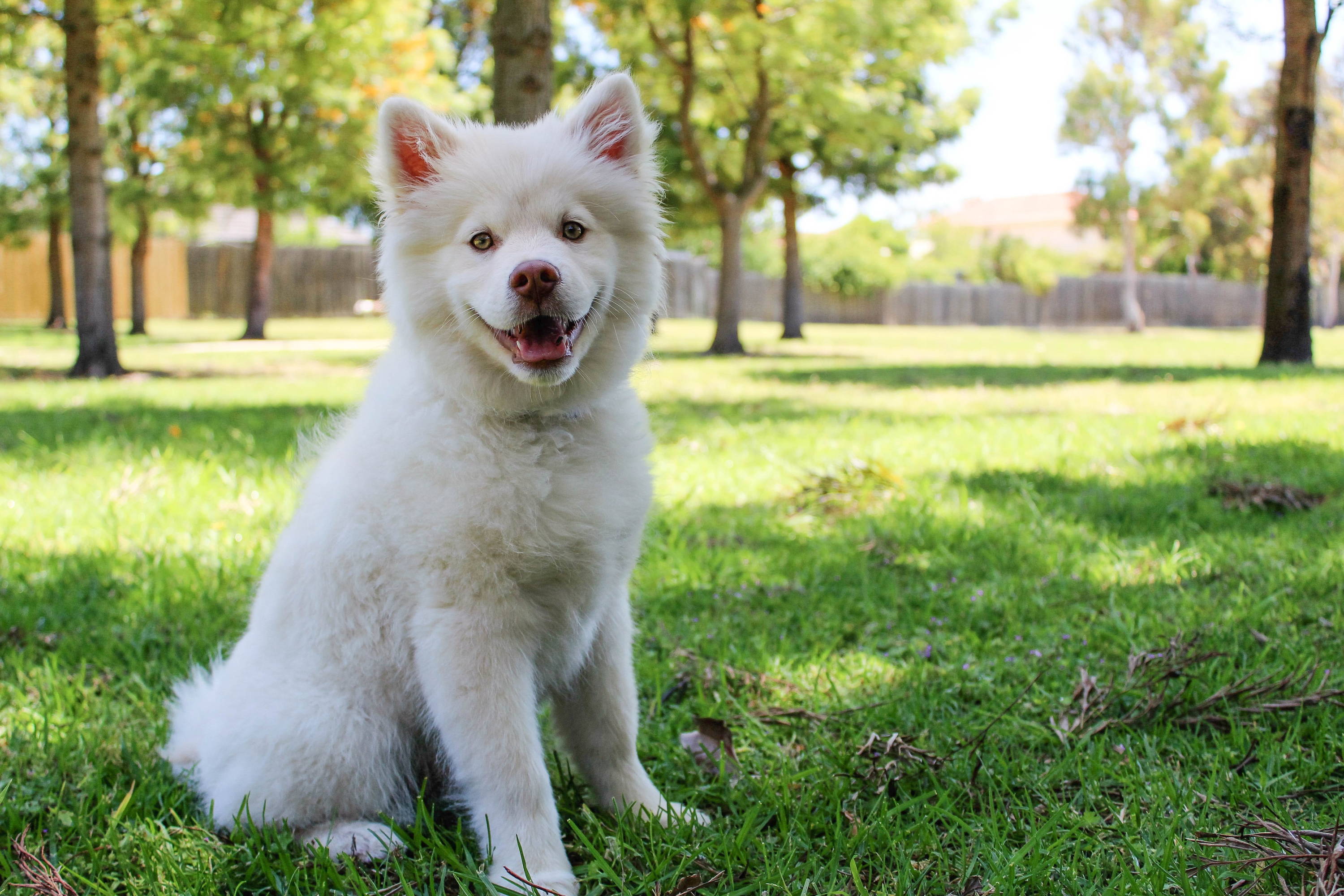 Smiling White Dog