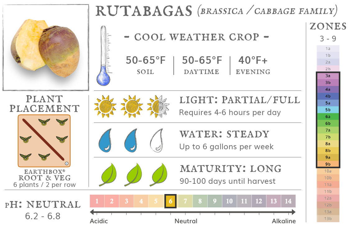 Rutabagas are a cool weather crop best grown in zones 3 to 9. They require 4-6 hours sun per day, up to 6 gallons of water per week, and take 90-100 days until harvest. Place 6 plants, 2 per row, in an EarthBox Root & Veg