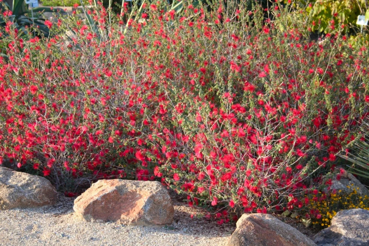 Baja Fairy Duster (Calliandra californica) covered in vibrant red powder-puff flowers, attracting hummingbirds and adding bold color to Southwestern landscapes.