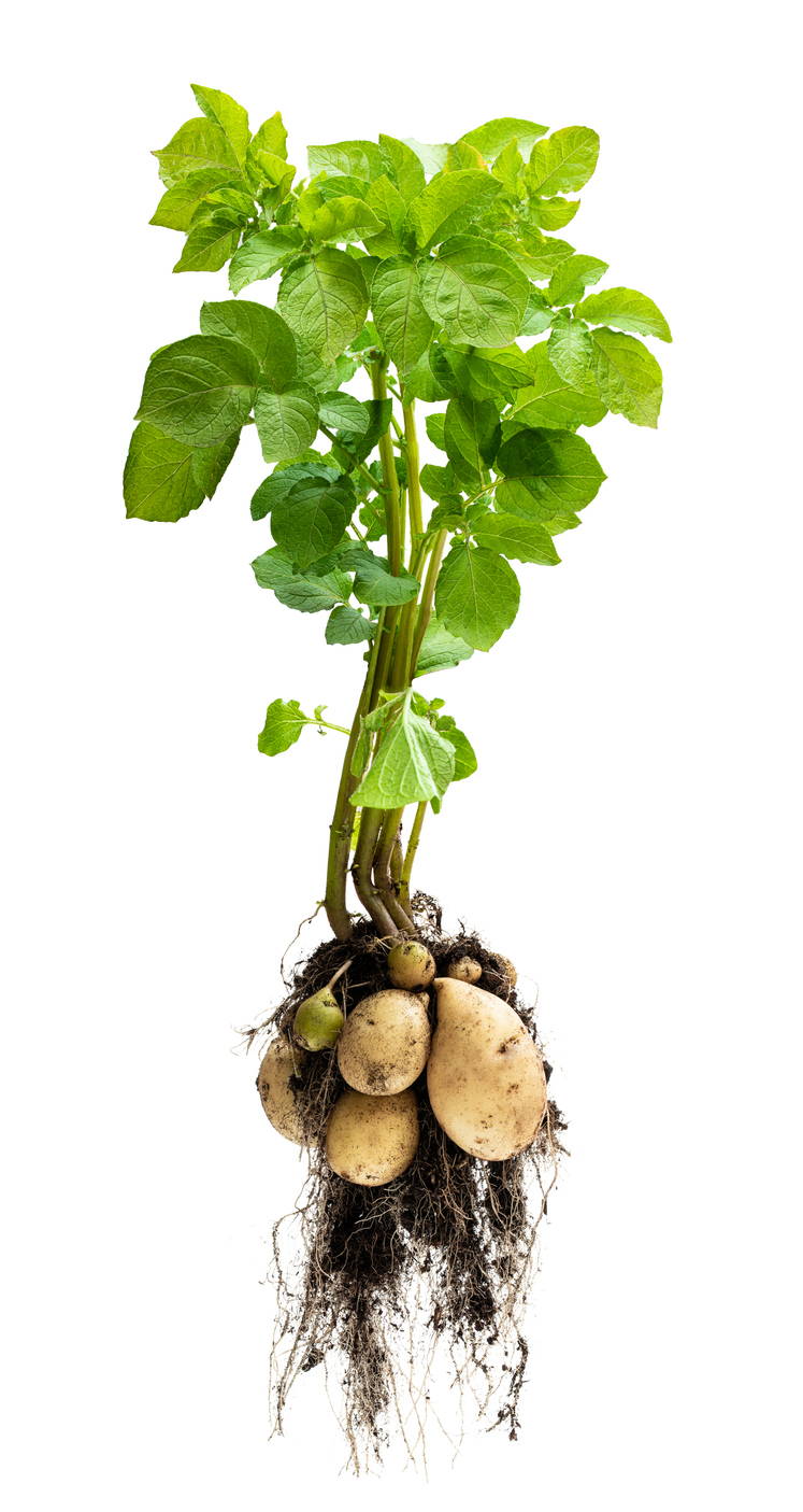 Potatoes can grow asexually | Plant Life Cycles