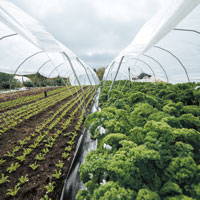 Vegetables growing in a greenhouse