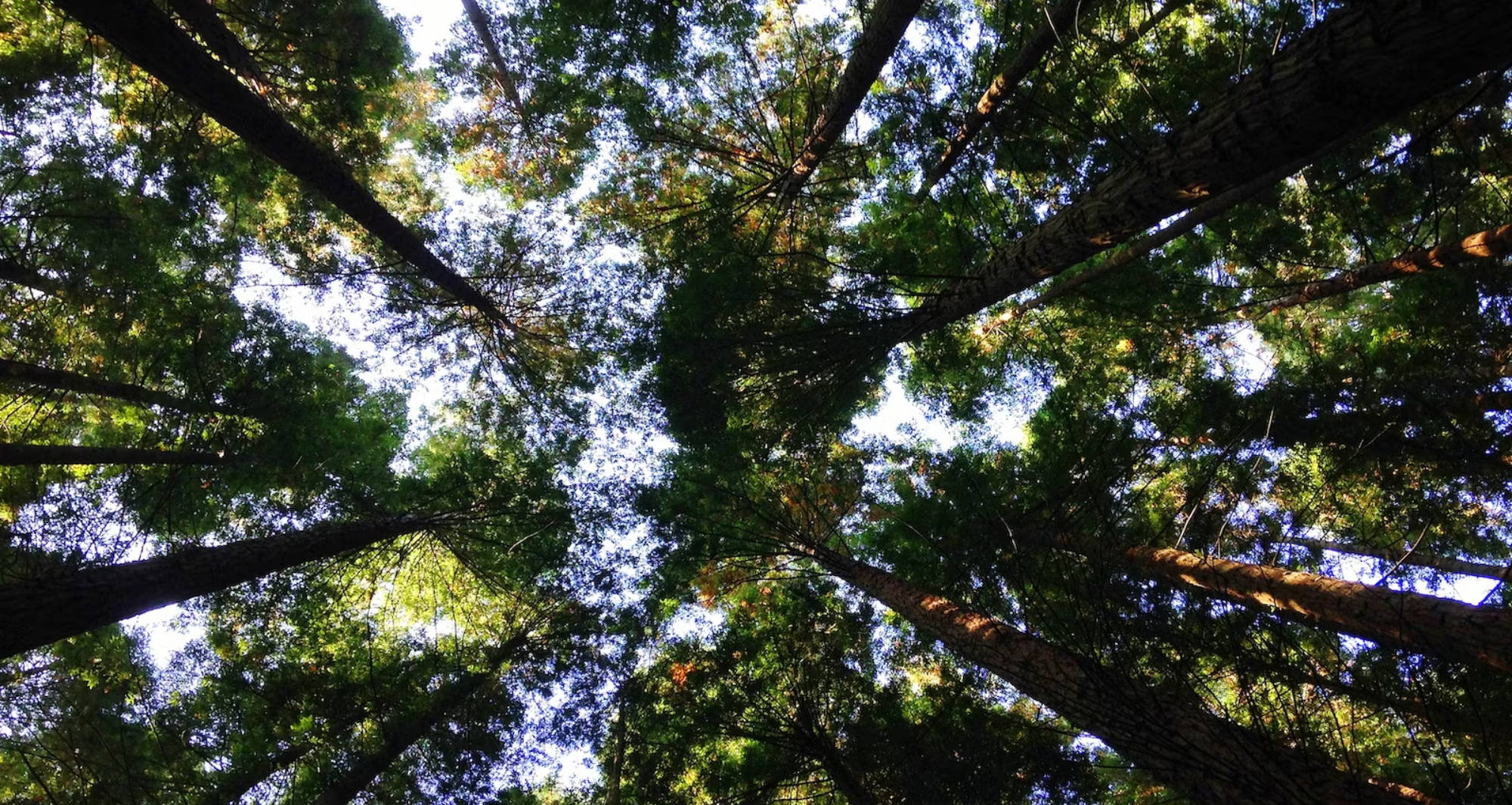 a forest of green trees from the ground looking up at the canopy