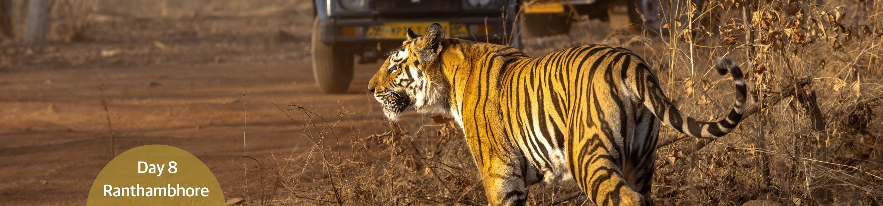 Ranthambhore National Park - Tiger