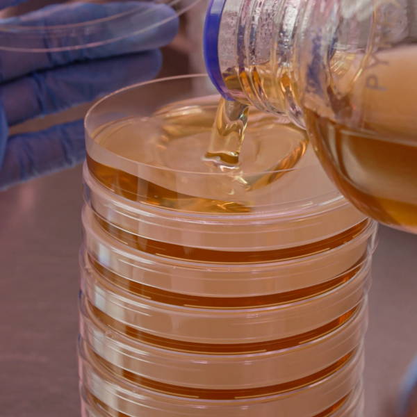 pouring agar into petri dishes