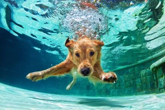 A golden retriever dives into the shallow part of a swimming pool