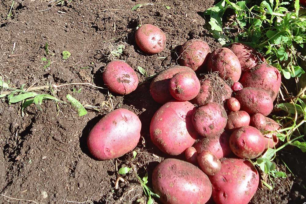 Fresh picked potatoes from the garden