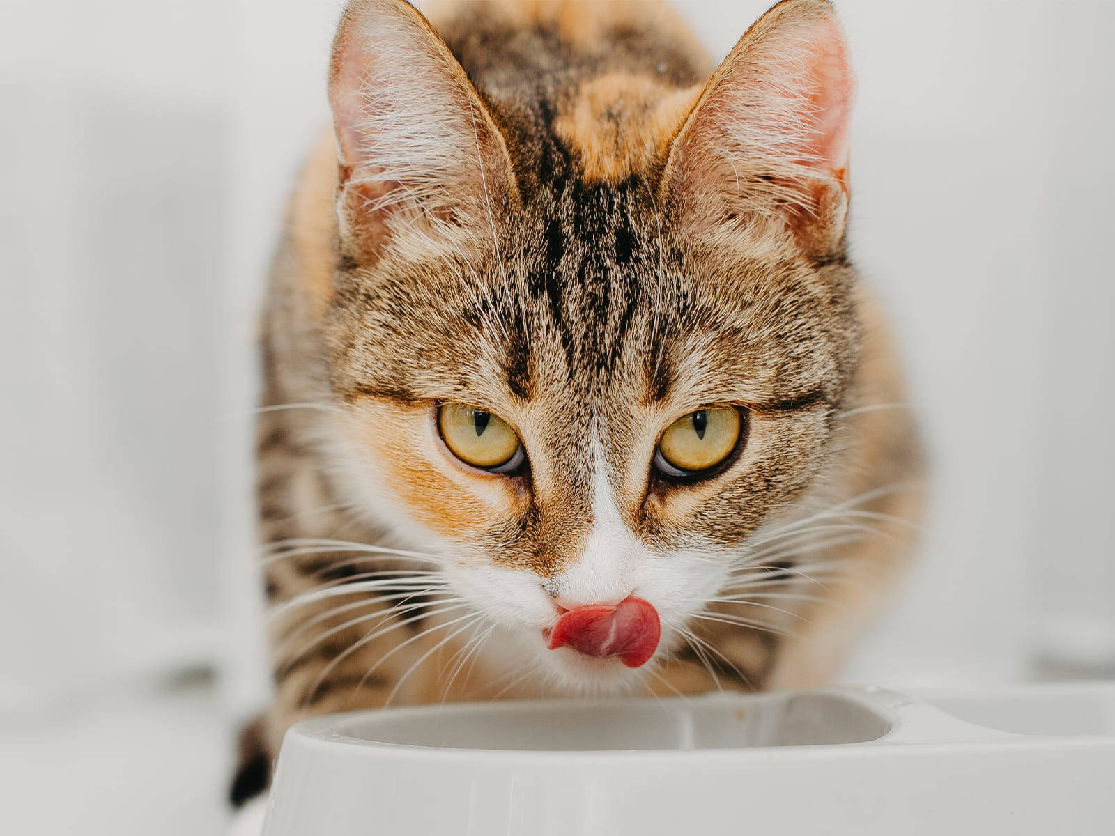 Titelbild - Wie oft Katzen füttern?