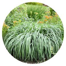 Prairie Winds® 'Niagara Falls' Switch Grass planted in an outdoor garden