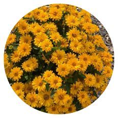 Plant photo highlight of Athena Gold™ False Sunflower