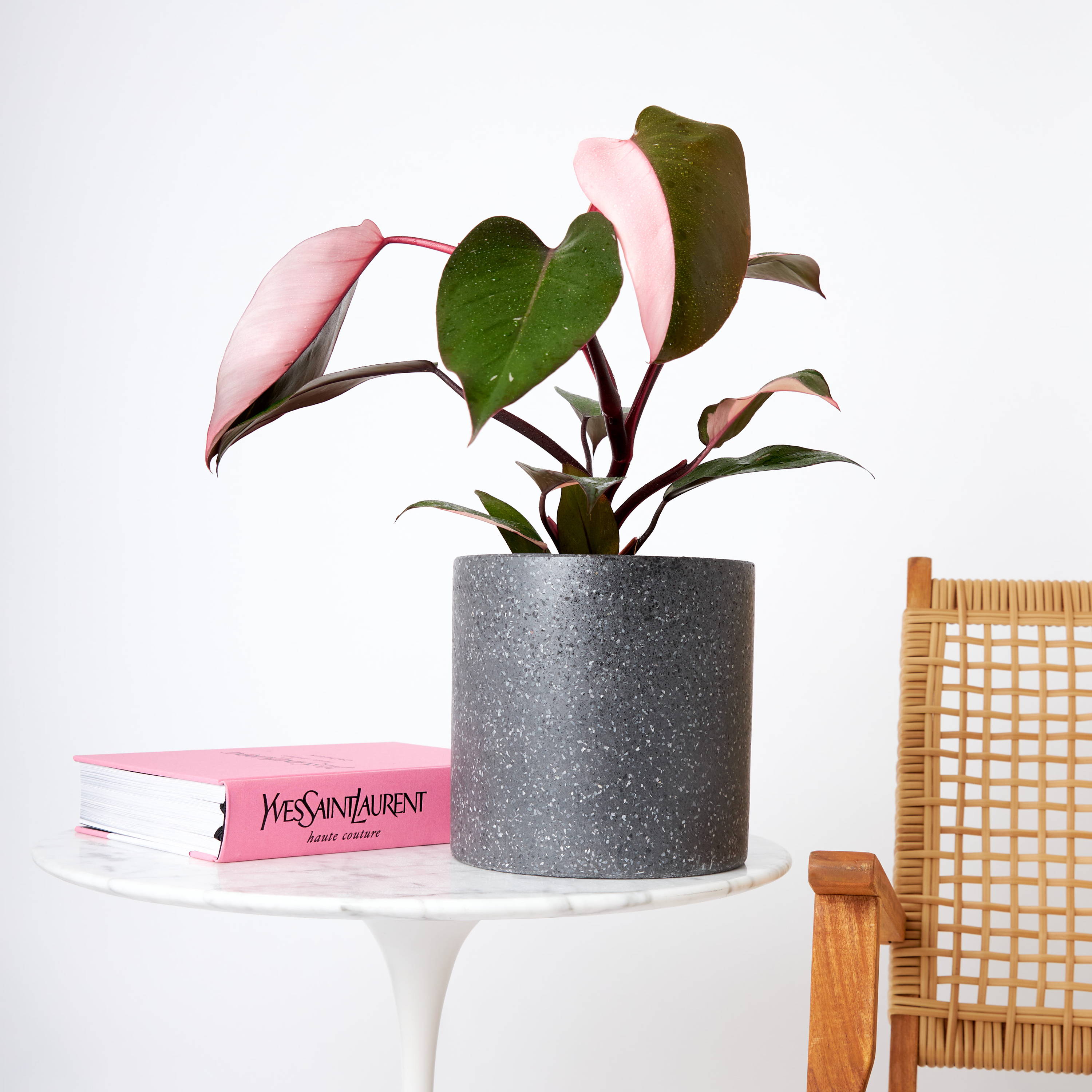 Philodendron Pink Princess in Jardin Terrazzo Pot Black on Marble table at The Good Plant Co