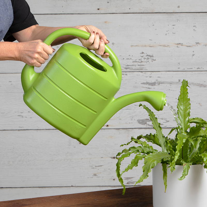 Person watering plants with two gallon light green watering can