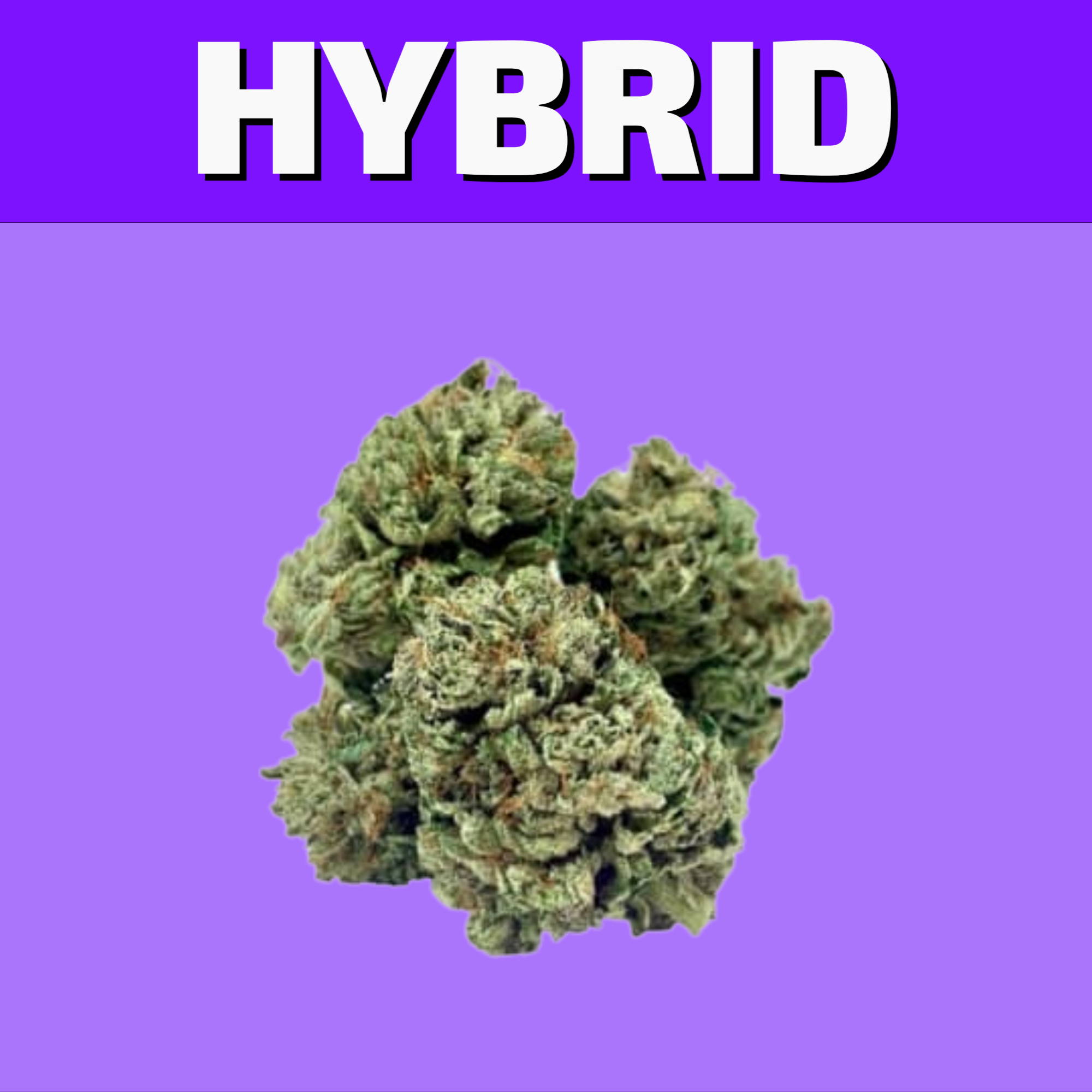 Shop our selection of Hybrid flower online for same day delivery or buy them at our cannabis store in Winnipeg on 580 Academy Road.